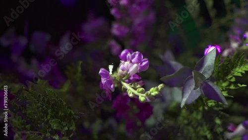 Bouquet of natural purple flower used for event decoration antirrhinum australe rothm. Close up. Slow motion 100 fps photo