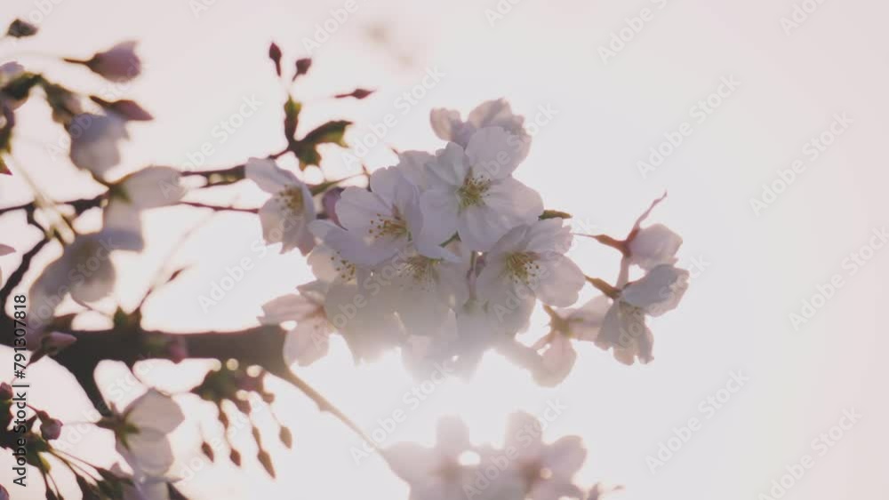 桜の名所_春の権現堂堤に咲く、満開の桜 桜の名所_春の権現堂堤に咲く、満開の桜