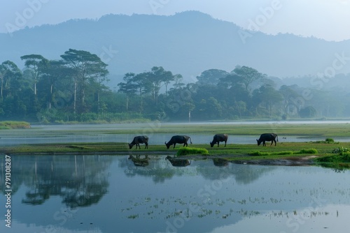 water buffaloes grazing in a paddy field