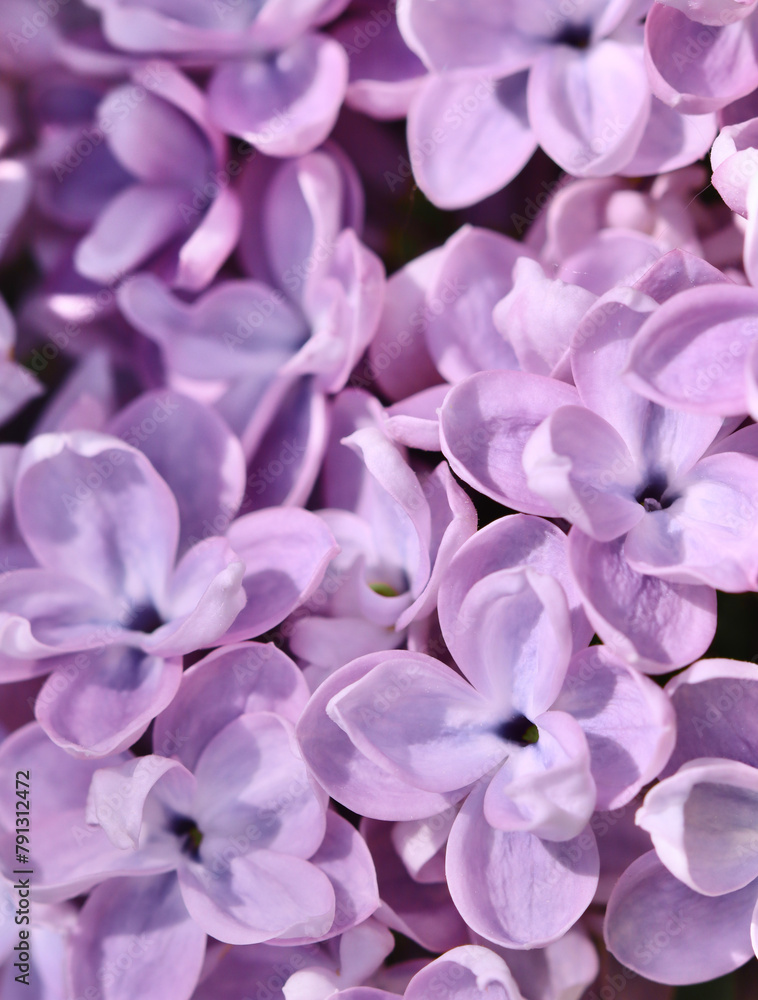 Background of blooming purple terry lilac. Soft focus Background of blooming purple terry lilac. Soft focus