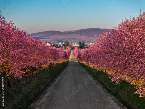 Berkenye, Hungary - Aerial view of blooming pink wild plum trees along the road in the village of Berkenye on a spring morning with clear blue sky