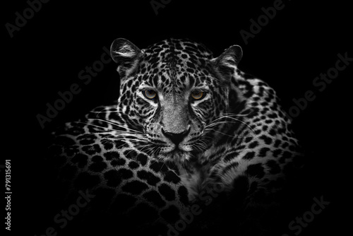Close up black and white adult leopard portrait. Animal on dark background