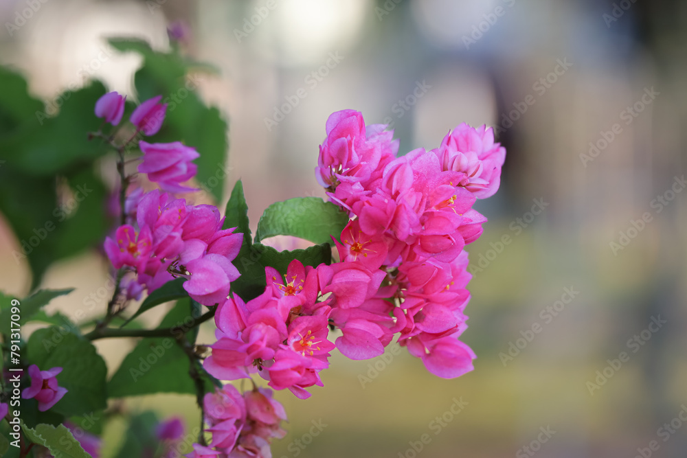 Coral vine in bokeh background, Mexican creeper, Chain of Love, Pink Vine, Honolulu Creeper Blooming On Branch With Natural Background, bunga air mata pengantin
