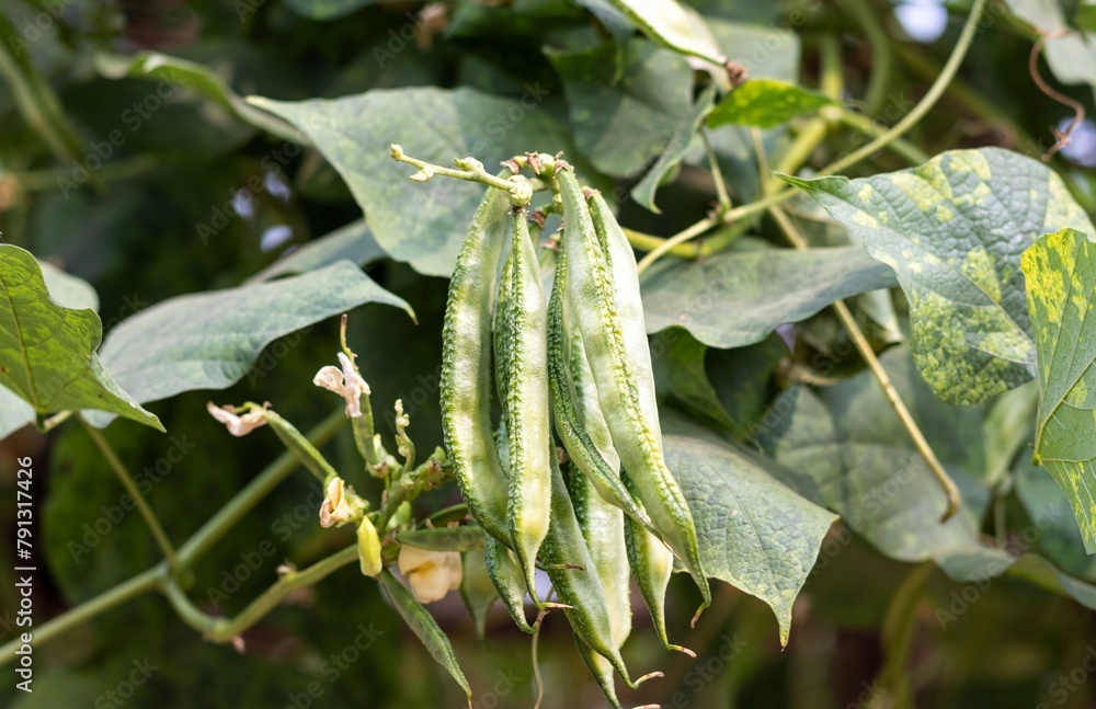 Lablab Bean or Hyacinth Bean on Its Plant, Also Known as Indian Bean or Sem Bean Lablab Bean or Hyacinth Bean on Its Plant, Also Known as Indian Bean or Sem Bean