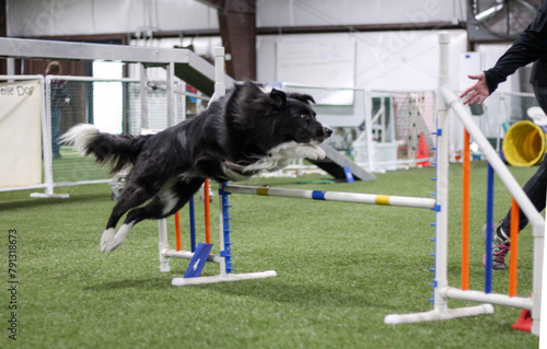 Dog jumping over jump