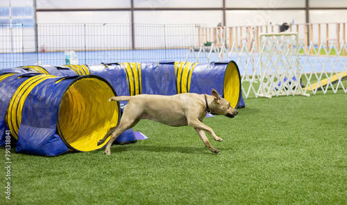 Fotografija dog running from tunnel