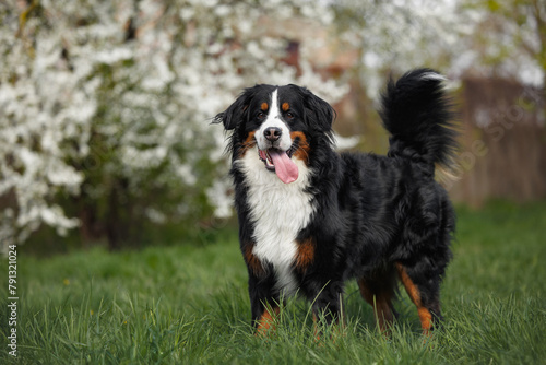 bernese mountain dog standing outdoors with blooming cherry trees in the background