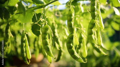 Pea plants in a row in an organic garden, young pods hanging from the vine, focus on sustainable farming photo