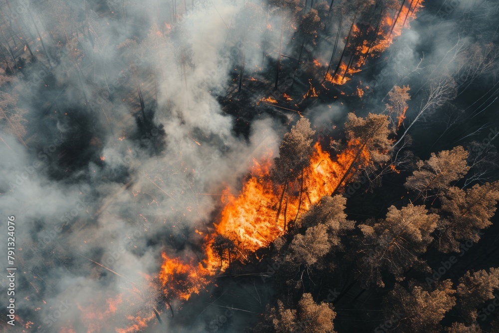 Wildforest fire burning forest trees eecological disaster smoke aerial view from helicopter danger death animals damage hazard blaze pollution tragedy