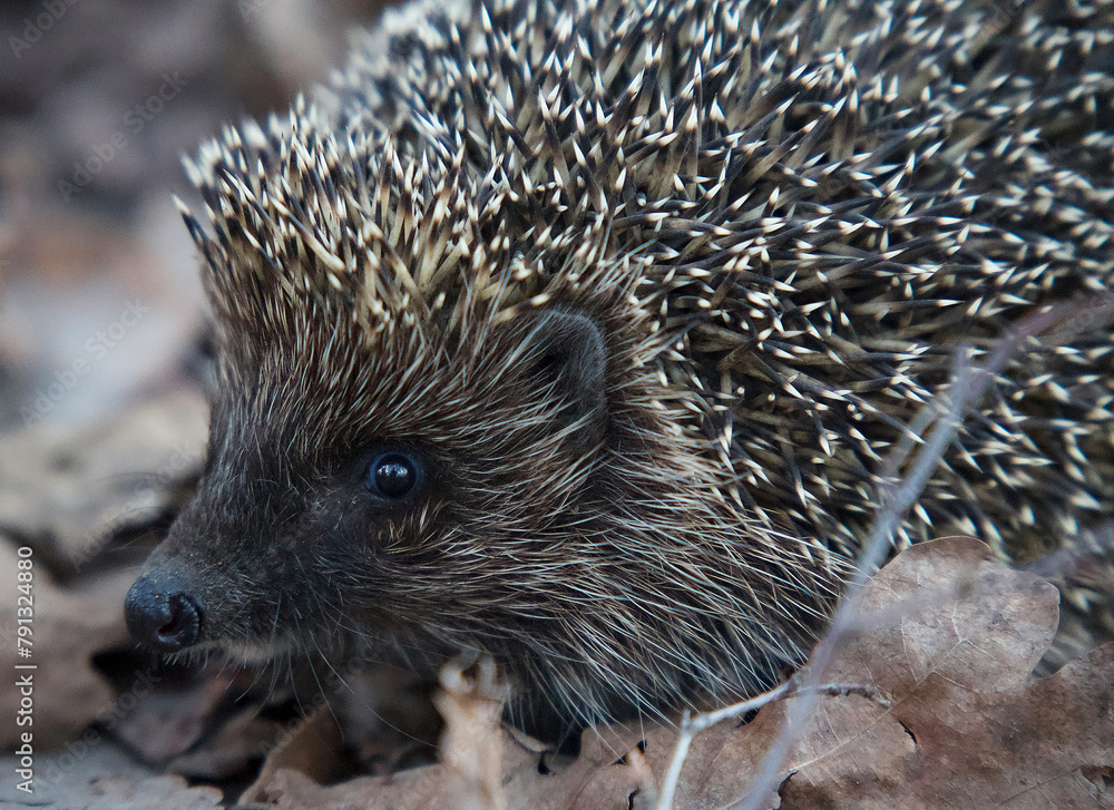 Obraz premium hedgehog on the ground