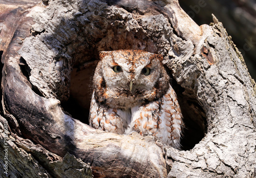 Eastern Screech-Owl sitting in a tree gouge, Canada