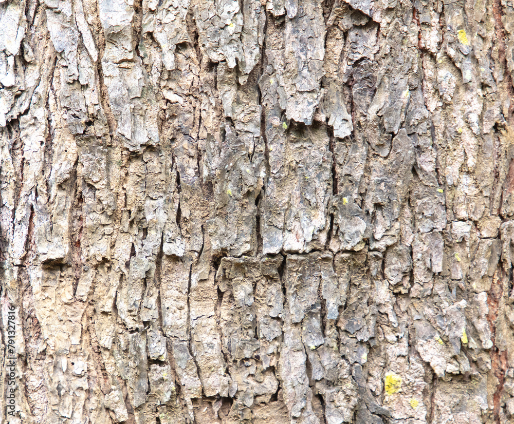 Bark on a tree as an abstract background. Texture Bark on a tree as an abstract background. Texture