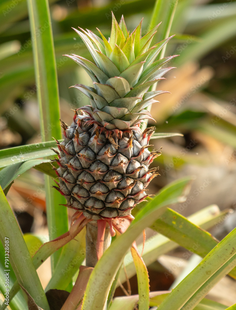 Pineapple grows on a plantation in Thailand Pineapple grows on a plantation in Thailand
