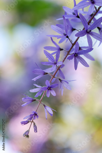 Close up of Purple Wreath Sandpaper Vine flower in nature. Green background.  Scientific name Petrea volubilis . Beautiful flowers in the garden 