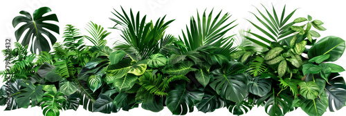 Beautiful composition with fern and other tropical leaves on white background. Banner design