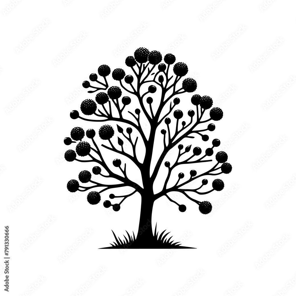 Fototapeta premium Black Vector Alder Tree Silhouette Against the Sky's Canvas, Nature's Artistry Unveiled- Alder Tree Illustration- Alder Tree vector stock.