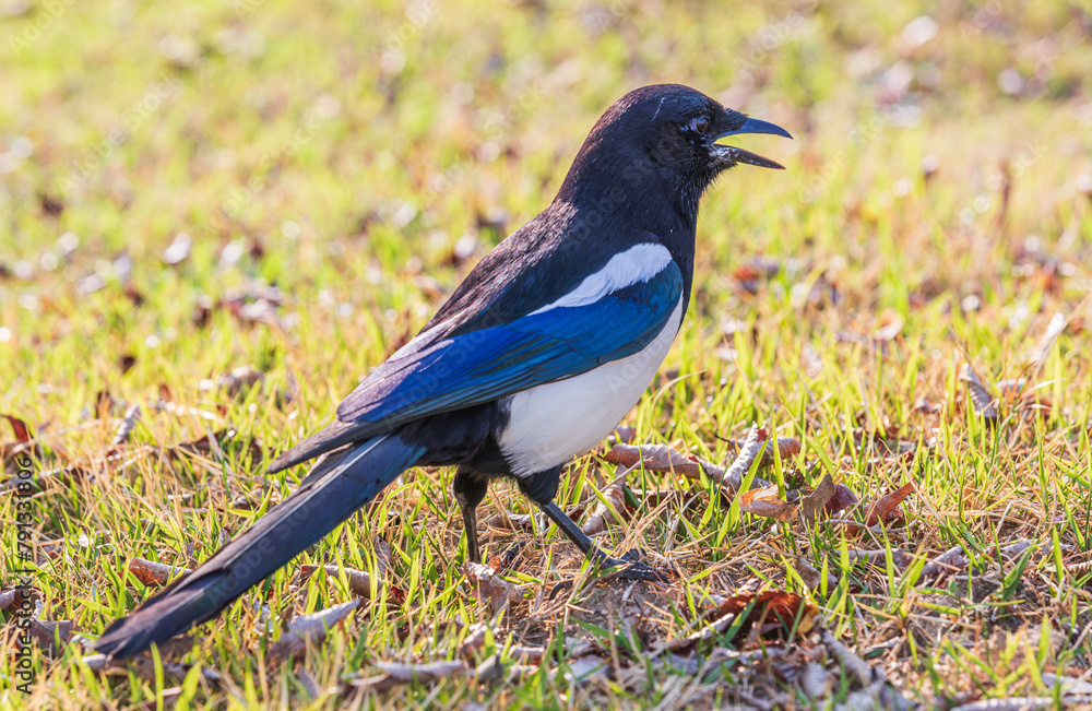 Obraz premium Eurasian magpie on the grass. common magpie, Pica pica