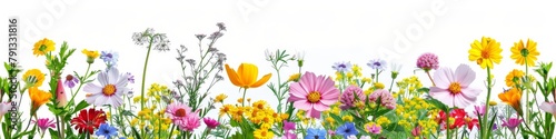 Colorful Meadow Flowers on a White Background