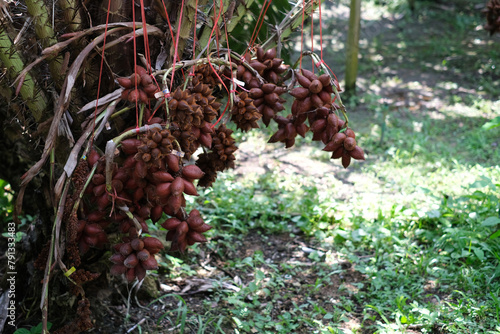 Salacca on tree. Sala Sumalee is a cultivar from Thailand. The snake fruits.