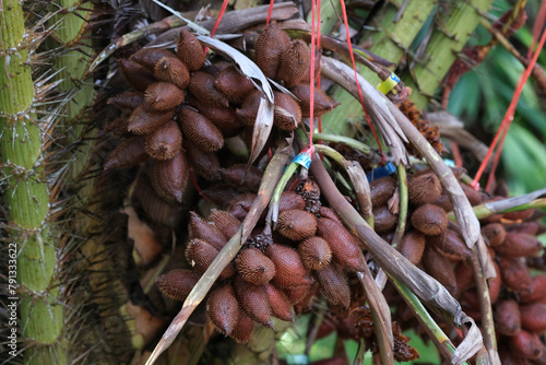 Salacca on tree. Sala Sumalee is a cultivar from Thailand. The snake fruits.