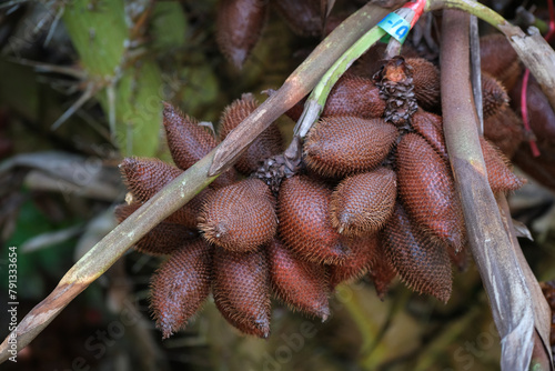Salacca on tree. Sala Sumalee is a cultivar from Thailand. The snake fruits.