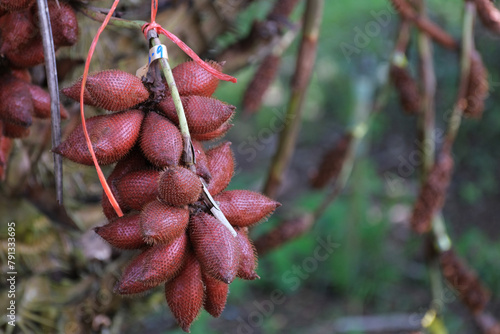 Salacca on tree. Sala Sumalee is a cultivar from Thailand. The snake fruits.