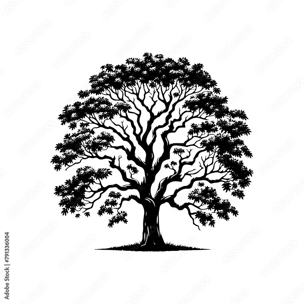 Shadows of the Grove: Black Vector Ash Tree Silhouette, Whispering Tales of Nature's Majesty- Ash Tree Illustration- Ash Tree Vector Stock.
