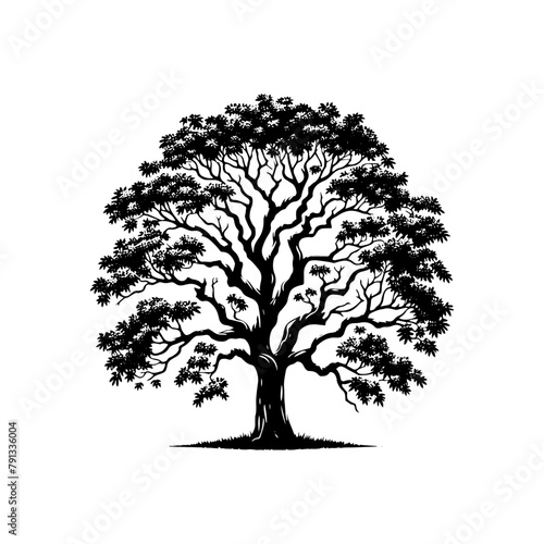 Shadows of the Grove: Black Vector Ash Tree Silhouette, Whispering Tales of Nature's Majesty- Ash Tree Illustration- Ash Tree Vector Stock.