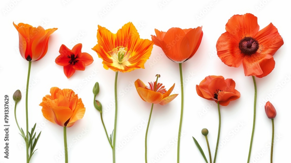 Obraz premium A vibrant collection of various meadow flowers, presenting unique shapes and colors, meticulously arranged on a stark white background to highlight their natural beauty.