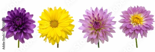 A vibrant collection of various meadow flowers, presenting unique shapes and colors, meticulously arranged on a stark white background to highlight their natural beauty. © MiniMaxi