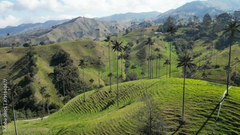Flying over the iconic wax palms in Valle de la Samaria near the town of Salamina in the Caldas department of the Coffee Axis in Colombia Flying over the iconic wax palms in Valle de la Samaria near the town of Salamina in the Caldas department of the Coffee Axis in Colombia