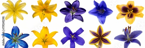 A Vibrant Collection Of Various Colorful Meadow Flowers Arranged on a White Background. Presenting unique shapes and colors  meticulously arranged to highlight their natural beauty.