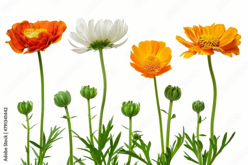 Fototapeta premium A Vibrant Collection Of Various Colorful Meadow Flowers Arranged on a White Background. Presenting unique shapes and colors, meticulously arranged to highlight their natural beauty.