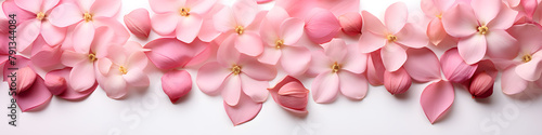 Pink petals of tulips or roses flowers top view isolated on a white background