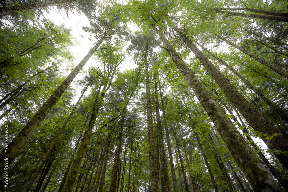 Inside a typical birch forest of the Italian Alps Inside a typical birch forest of the Italian Alps