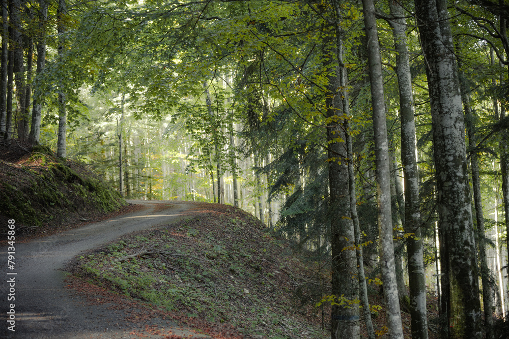 Fototapeta premium A dirt road inside a birch forest of the Italian Alps