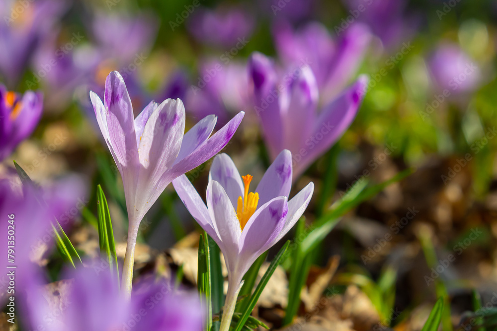 Close up detail with a Crocus heuffelianus or Crocus vernus spring giant crocus. purple flower blooming in the forest Close up detail with a Crocus heuffelianus or Crocus vernus spring giant crocus. purple flower blooming in the forest