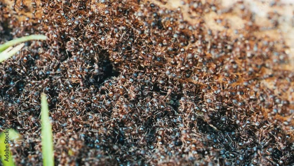 Colony of ants close up in slow motion Colony of ants close up in slow motion
