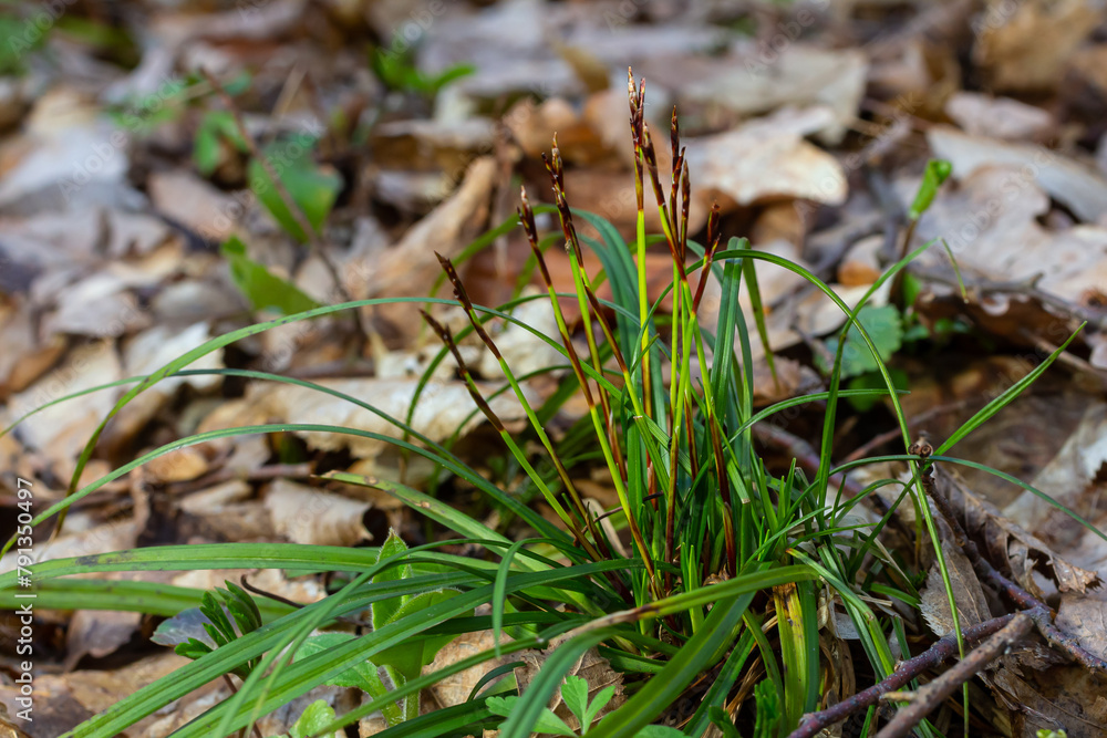 Sedge hairy blossoming in the nature in the spring.Carex pilosa. Cyperaceae Family Sedge hairy blossoming in the nature in the spring.Carex pilosa. Cyperaceae Family