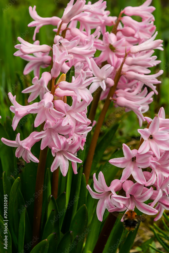 Obraz premium Pink Hyacinthus in a garden. Traditional spring flower
