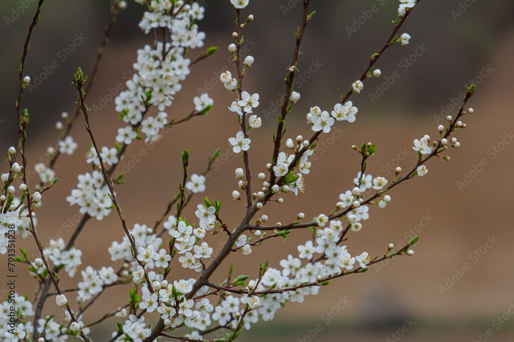 White plum blossom, beautiful white flowers of prunus tree in city garden, detailed macro close up plum branch. White plum flowers in bloom on branch, sweet smell with honey hints White plum blossom, beautiful white flowers of prunus tree in city garden, detailed macro close up plum branch. White plum flowers in bloom on branch, sweet smell with honey hints