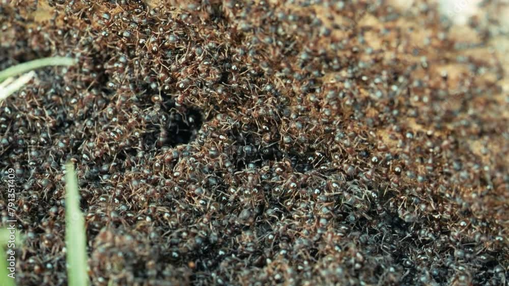 Colony of ants close up in slow motion Colony of ants close up in slow motion