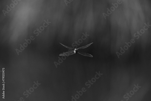 A migrant hawker flying over water