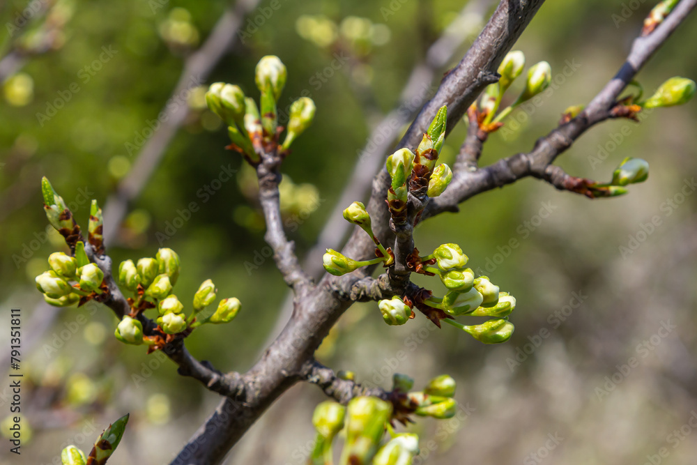 Buds prunus avium, commonly called wild cherry, sweet cherry, gean, or bird cherry. Budbreak. Springtime Buds prunus avium, commonly called wild cherry, sweet cherry, gean, or bird cherry. Budbreak. Springtime