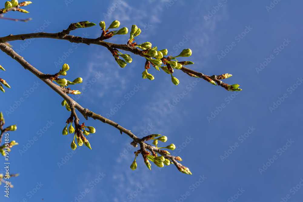 Buds prunus avium, commonly called wild cherry, sweet cherry, gean, or bird cherry. Budbreak. Springtime Buds prunus avium, commonly called wild cherry, sweet cherry, gean, or bird cherry. Budbreak. Springtime