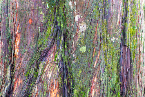 moss on the bark of an old tree