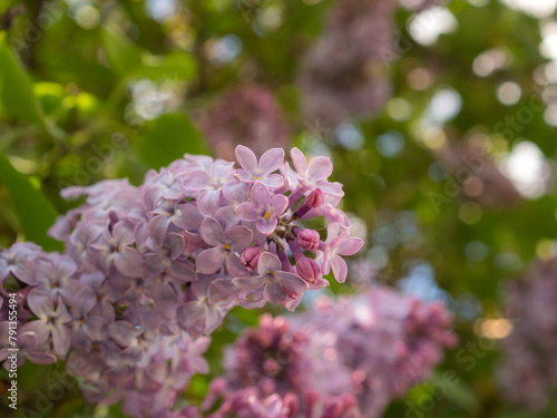 lilac branches in igarden closeup © Maslov Dmitry