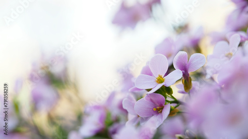 Colorful floral background of  Arabis flower. Pink flowers in the garden  soft focus  blur
