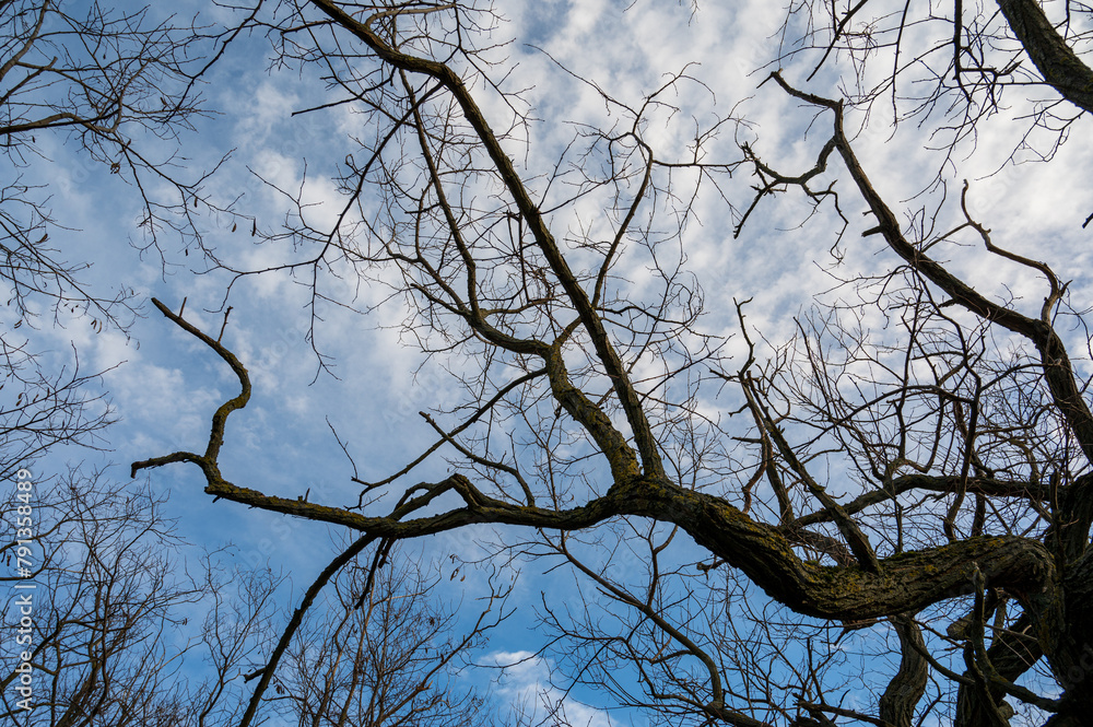 Bottom view of leafless tree branch. In background is sky with clouds. Autumn. Bottom view of leafless tree branch. In background is sky with clouds. Autumn.