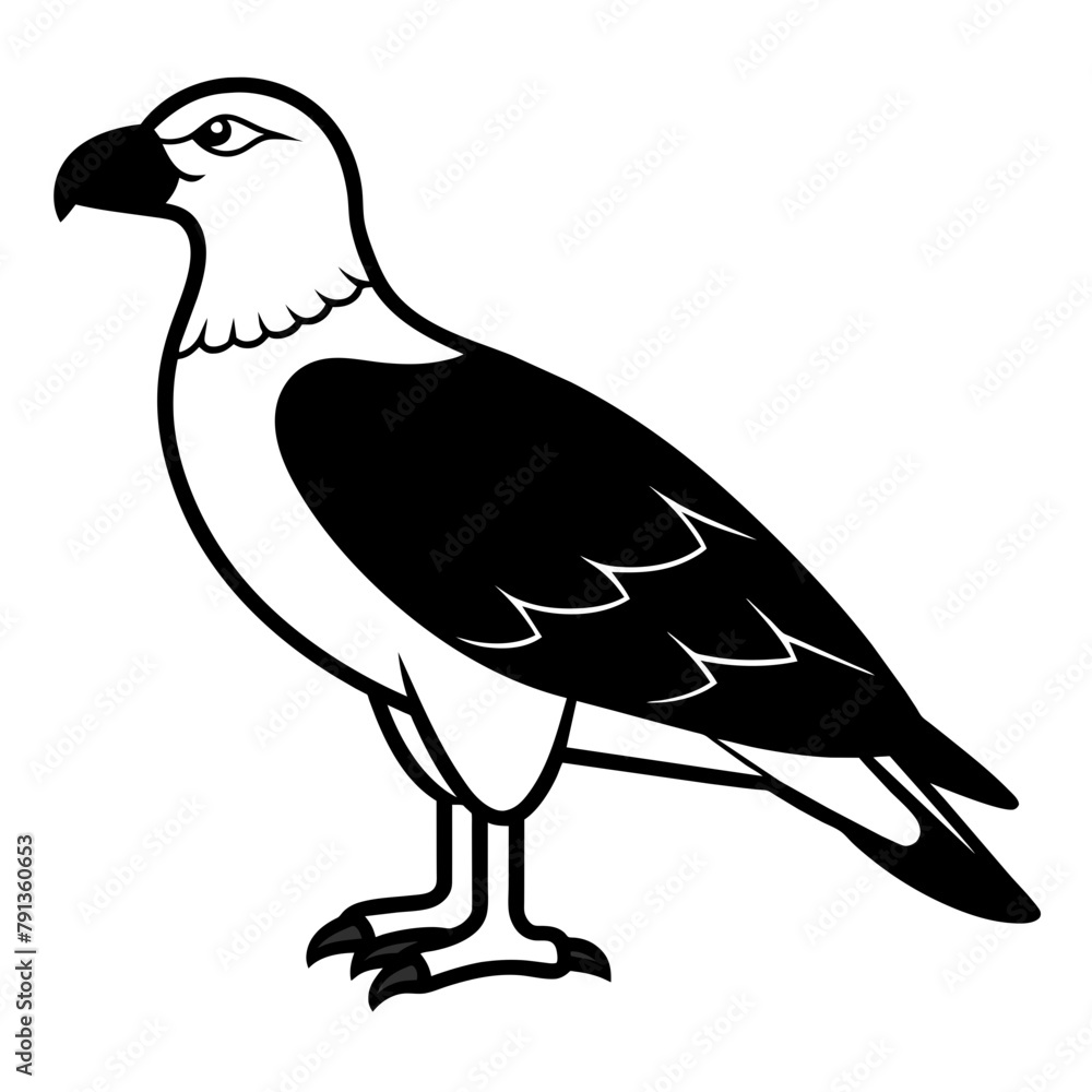 Fototapeta premium dove isolated on white